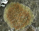 Caloplaca flavovirescens image