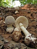 Amanita multisquamosa image