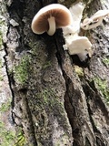 Oxyporus populinus image