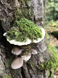 Oxyporus populinus image