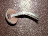Stropharia pseudocyanea image