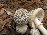 Amanita multisquamosa image