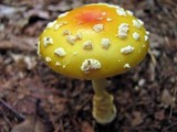 Amanita amerimuscaria image