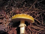 Amanita amerimuscaria image