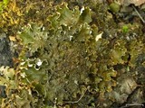Peltigera elisabethae image