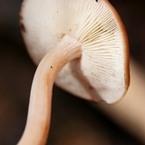 Rhodocollybia butyracea image