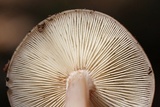 Rhodocollybia butyracea image