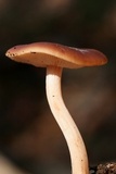 Rhodocollybia butyracea image