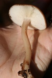 Rhodocollybia butyracea image