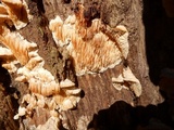 Sarcodontia pachyodon image