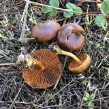 Cortinarius sect. Dermocybe image