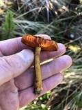 Cortinarius sect. Dermocybe image