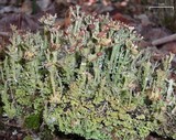 Cladonia gracilis subsp. turbinata image