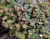 Cladonia gracilis subsp. turbinata image