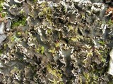 Peltigera elisabethae image