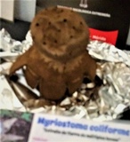 Myriostoma coliforme image