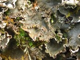 Peltigera elisabethae image