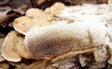 Cerrena unicolor image