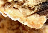 Cerrena unicolor image