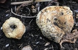 Lactarius yazooensis image