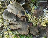 Peltigera evansiana image