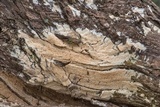 Oxyporus latemarginatus image