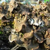 Peltigera evansiana image