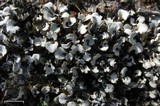 Peltigera rufescens image