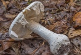 Amanita polypyramis image