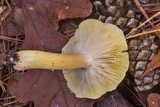 Tricholoma sejunctum image