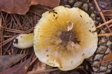 Tricholoma sejunctum image