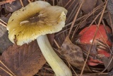 Tricholoma sejunctum image