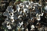 Peltigera rufescens image