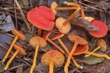 Hygrocybe miniata image