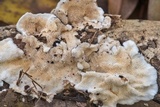 Steccherinum ochraceum image