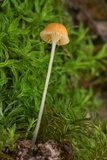 Rickenella fibula image