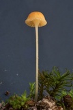 Rickenella fibula image