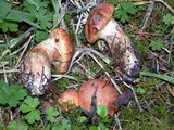 Suillus caerulescens image