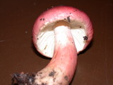 Russula queletii image