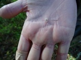 Gymnopus quercophilus image