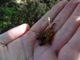 Gymnopus quercophilus image