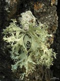 Ramalina dilacerata image
