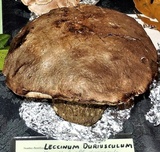 Leccinum duriusculum image