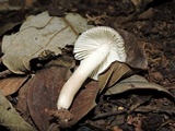 Russula puiggarii image