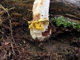 Amanita flavorubens image