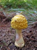 Amanita flavorubens image