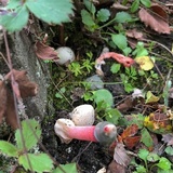 Mutinus elegans image