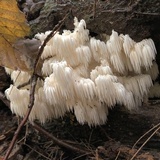 Hericium americanum image