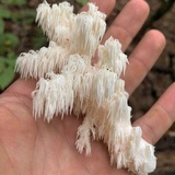 Hericium americanum image