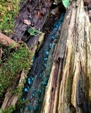 Chlorociboria aeruginascens image